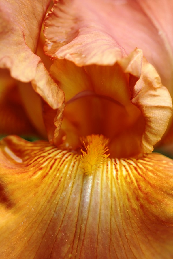 Butterscotch Bronze Iris by Deb Oppermann